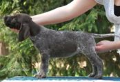 wye niemiecki, spinone italiano