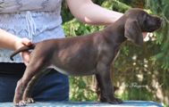 wye niemiecki, spinone italiano