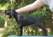 wye niemiecki, spinone italiano
