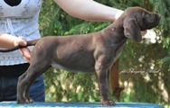 wye niemiecki, spinone italiano