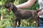 wye niemiecki, spinone italiano