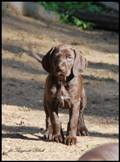 wye niemiecki, spinone italiano