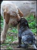 wye niemiecki, spinone italiano