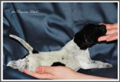 wye niemiecki, spinone italiano