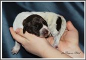 wye niemiecki, spinone italiano