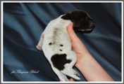 wye niemiecki, spinone italiano