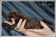 wye niemiecki, spinone italiano