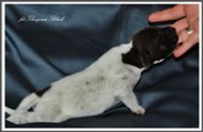 wye niemiecki, spinone italiano