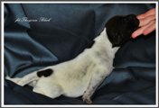 wye niemiecki, spinone italiano