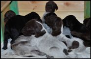 wye niemiecki, spinone italiano
