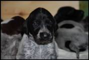 wye niemiecki, spinone italiano