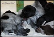 wye niemiecki, spinone italiano