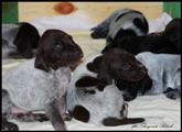 wye niemiecki, spinone italiano