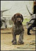 wye niemiecki, spinone italiano