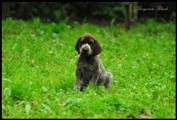 wye niemiecki, spinone italiano