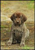 wye niemiecki, spinone italiano