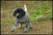 wye niemiecki, spinone italiano