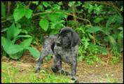 wye niemiecki, spinone italiano
