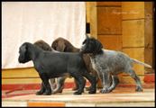 wye niemiecki, spinone italiano