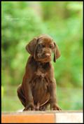 wye niemiecki, spinone italiano