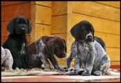 wye niemiecki, spinone italiano