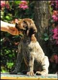 wye niemiecki, spinone italiano