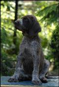 wye niemiecki, spinone italiano