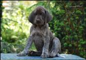 wye niemiecki, spinone italiano