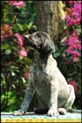 wye niemiecki, spinone italiano