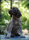 wye niemiecki, spinone italiano