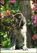 wye niemiecki, spinone italiano