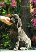 wye niemiecki, spinone italiano
