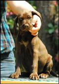 wye niemiecki, spinone italiano