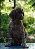wye niemiecki, spinone italiano