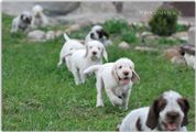 wye niemiecki, spinone italiano