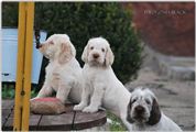 wye niemiecki, spinone italiano