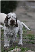 wye niemiecki, spinone italiano