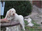 wye niemiecki, spinone italiano