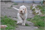 wye niemiecki, spinone italiano