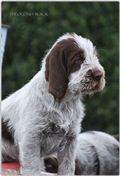 wye niemiecki, spinone italiano
