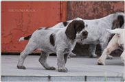 wye niemiecki, spinone italiano