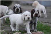 wye niemiecki, spinone italiano