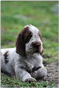 wye niemiecki, spinone italiano