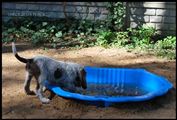 wye niemiecki, spinone italiano