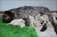 wye niemiecki, spinone italiano