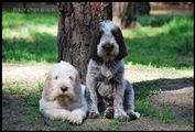wye niemiecki, spinone italiano