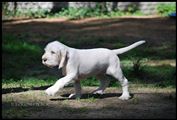 wye niemiecki, spinone italiano