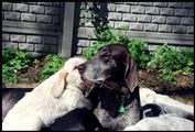 wye niemiecki, spinone italiano