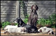 wye niemiecki, spinone italiano