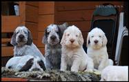 wye niemiecki, spinone italiano